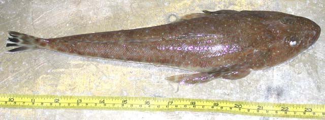 Platycephalus caeruleopunctatus