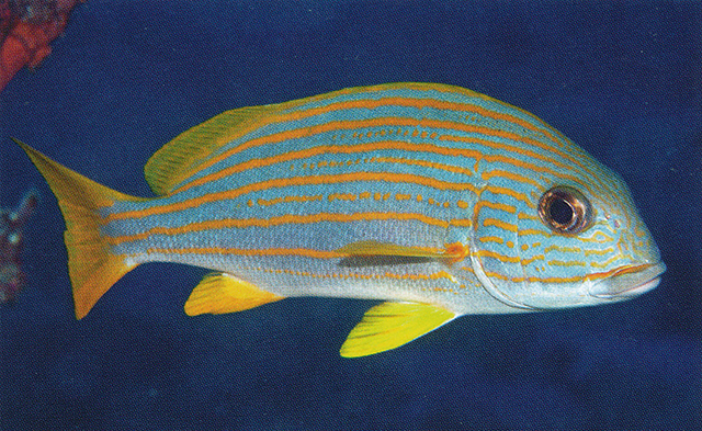 Plectorhinchus chrysotaenia