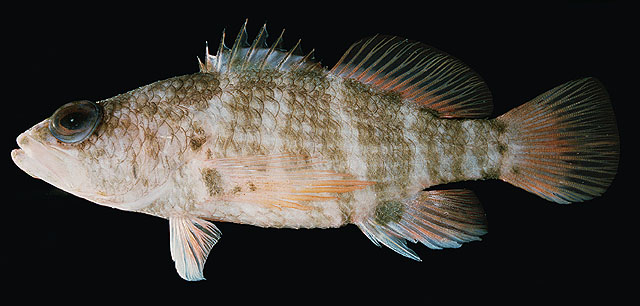Xenanthias cirrhitoides