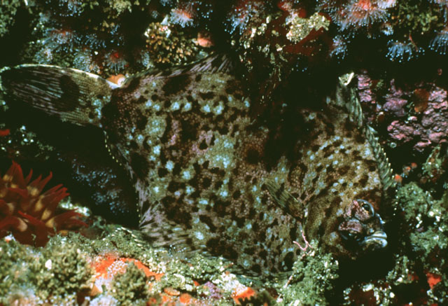 Pleuronichthys coenosus