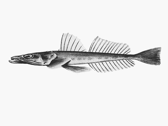 Platycephalus conatus