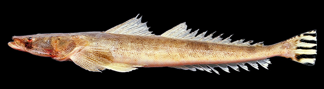 Platycephalus cultellatus