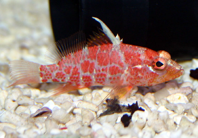 Xenanthias inermis