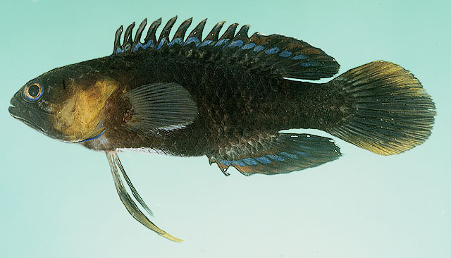 Plesiops insularis