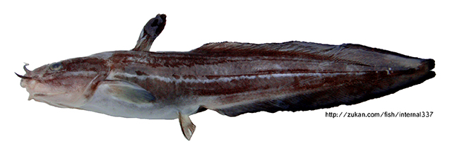 Plotosus japonicus
