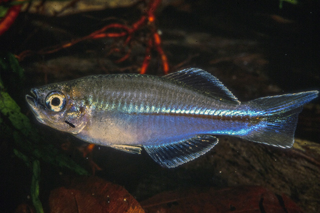 Plataplochilus miltotaenia