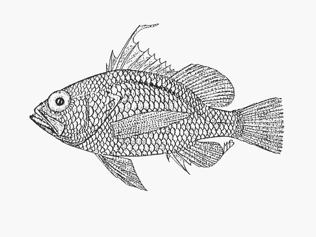 Pelontrus morgansi