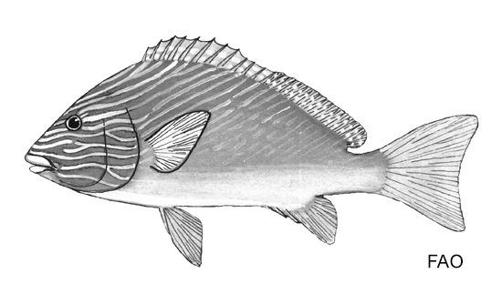 Plectorhinchus multivittatus