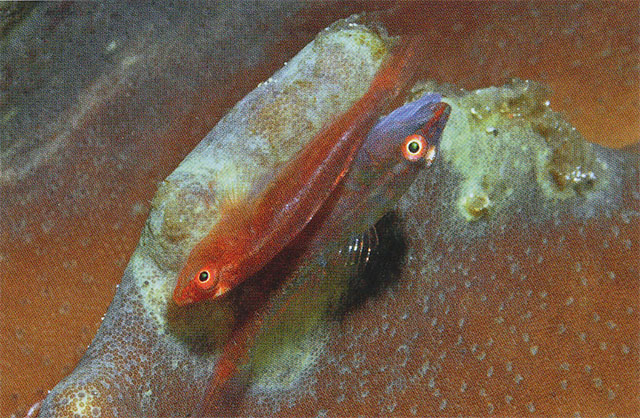 Pleurosicya muscarum