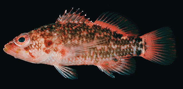 Xenanthias nanus