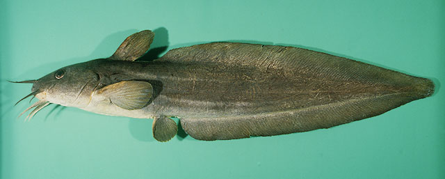 Plotosus nkunga