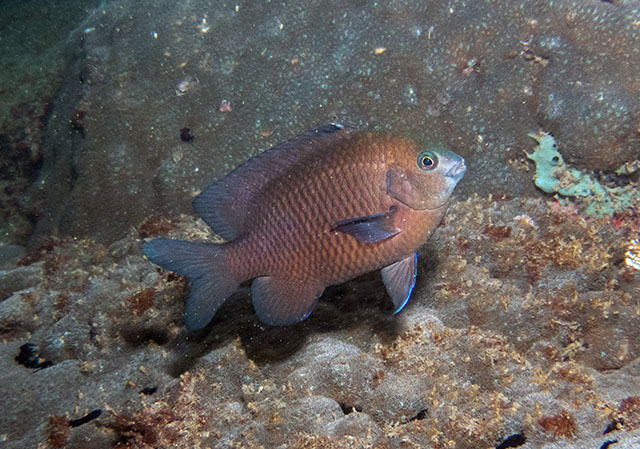 Plectroglyphidodon obreptus