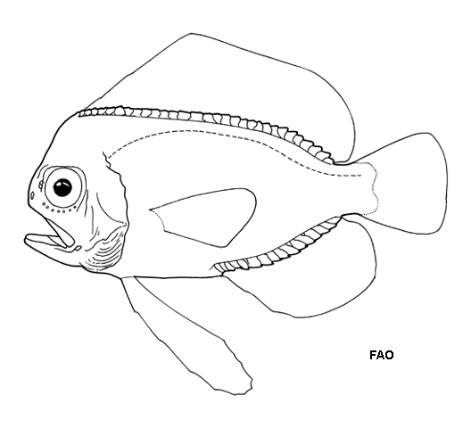 Platyberyx opalescens
