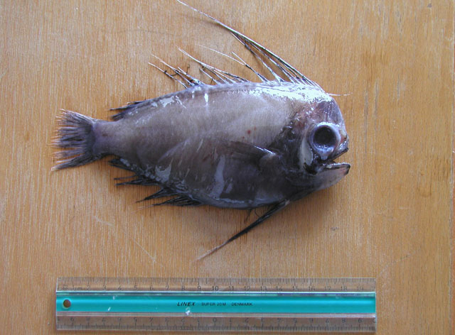 Platyberyx mauli