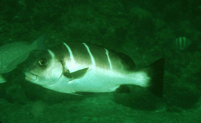 Plectorhinchus playfairi