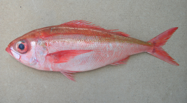 Plagiogeneion rubiginosum