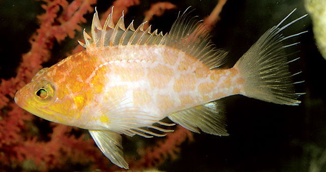 Pelontrus sagamiensis