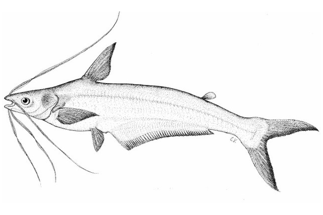 Platytropius siamensis