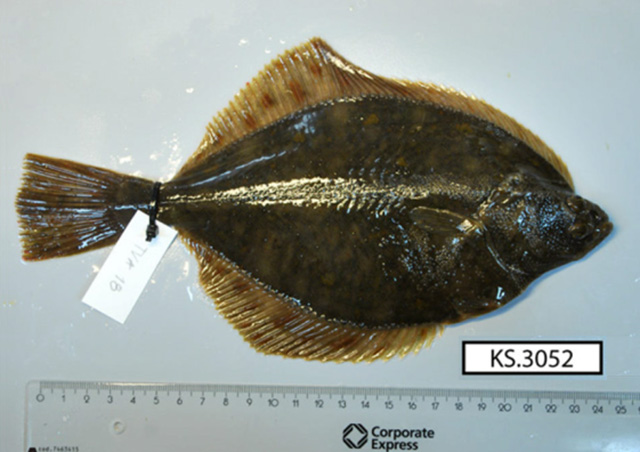 Platichthys solemdali