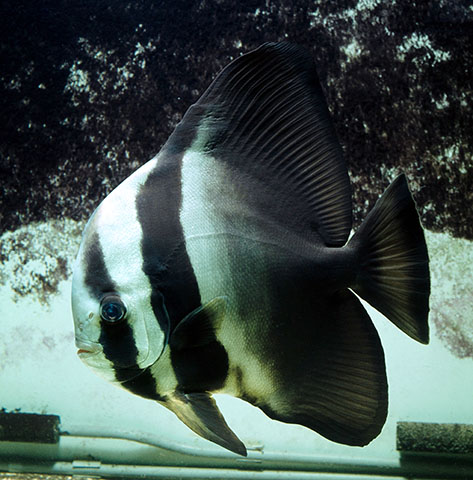 Platax teira