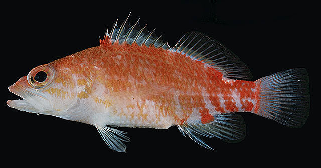 Xenanthias winniensis