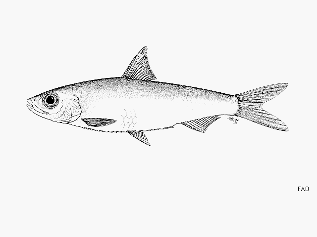 Potamothrissa acutirostris