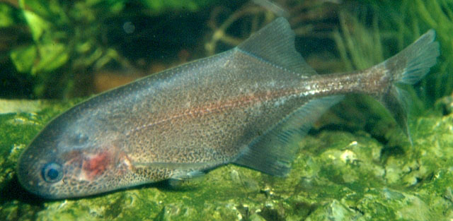 Pollimyrus adspersus