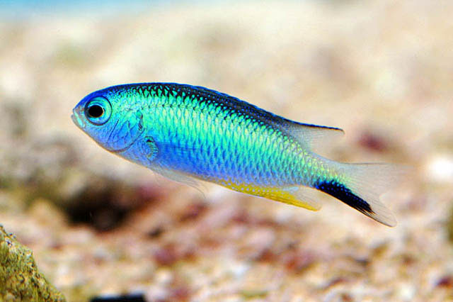 Pomacentrus alleni