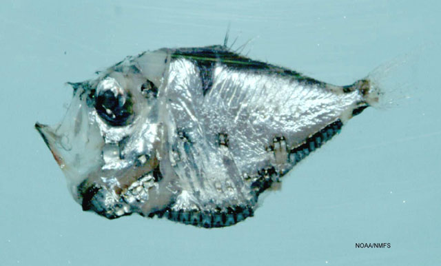 Polyipnus asteroides