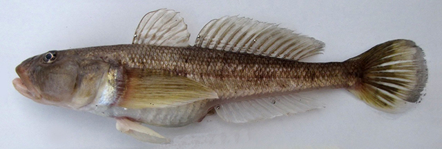 Ponticola bathybius