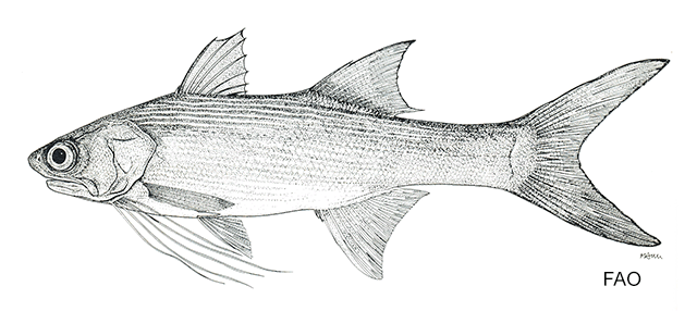 Polydactylus bifurcus