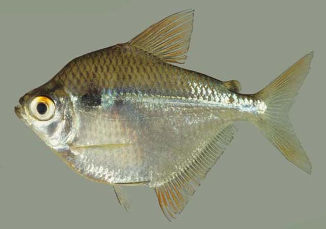 Pocom_u4.jpg