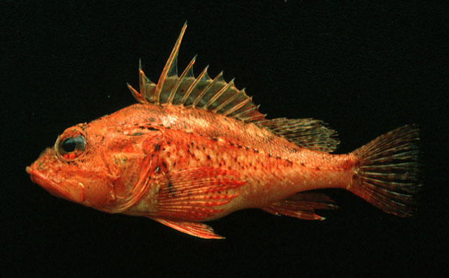 Pontinus furcirhinus