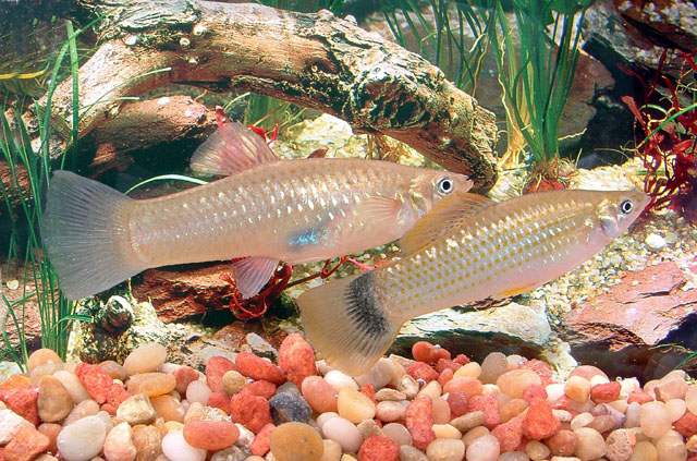 Poecilia gillii