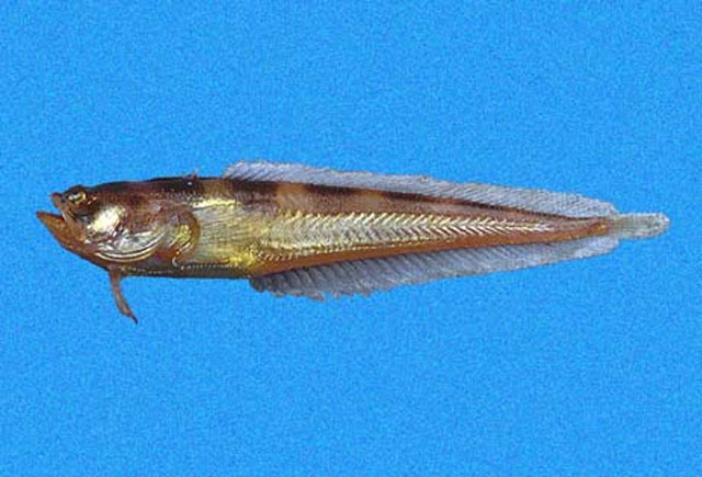 Porichthys greenei