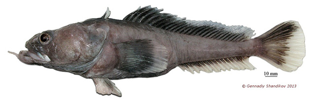 Pogonophryne immaculata