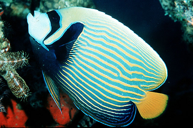 Pomacanthus imperator
