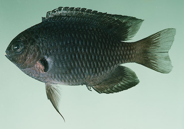 Pomacentrus indicus