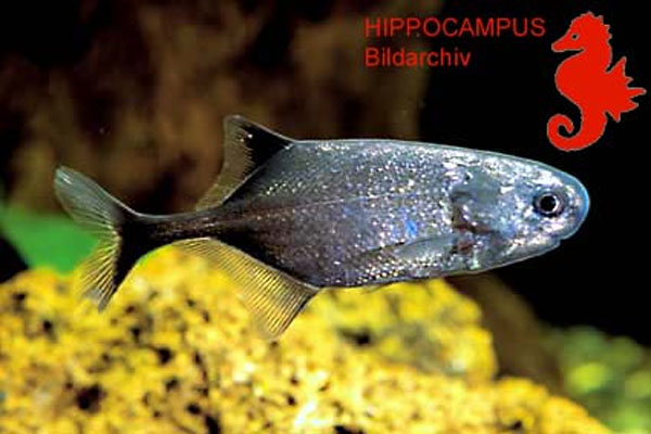 Pollimyrus isidori