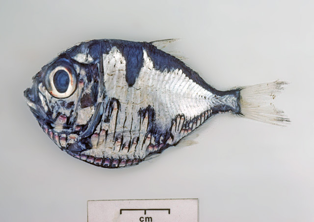 Polyipnus kiwiensis