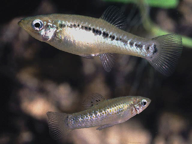 Poecilia latipunctata