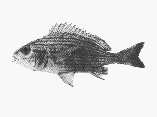 Pomadasys laurentino