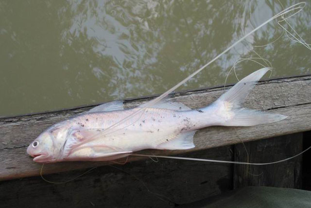 Polynemus dubius