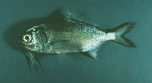 Polow_u0.jpg