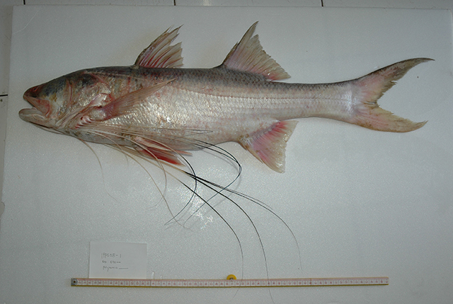 Polydactylus luparensis