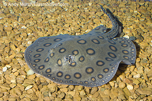 Potamotrygon motoro