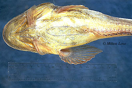 Porichthys myriaster