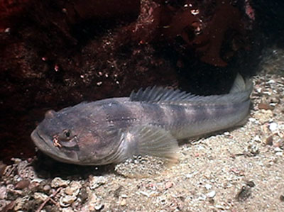 Ponot_u2.jpg