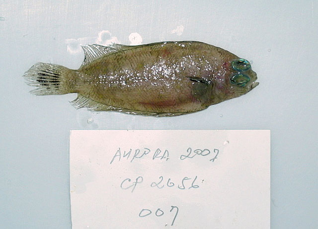 Poecilopsetta plinthus