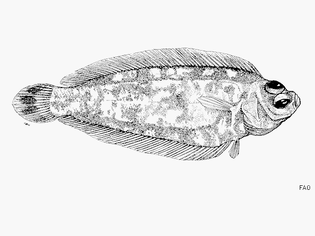 Poecilopsetta praelonga